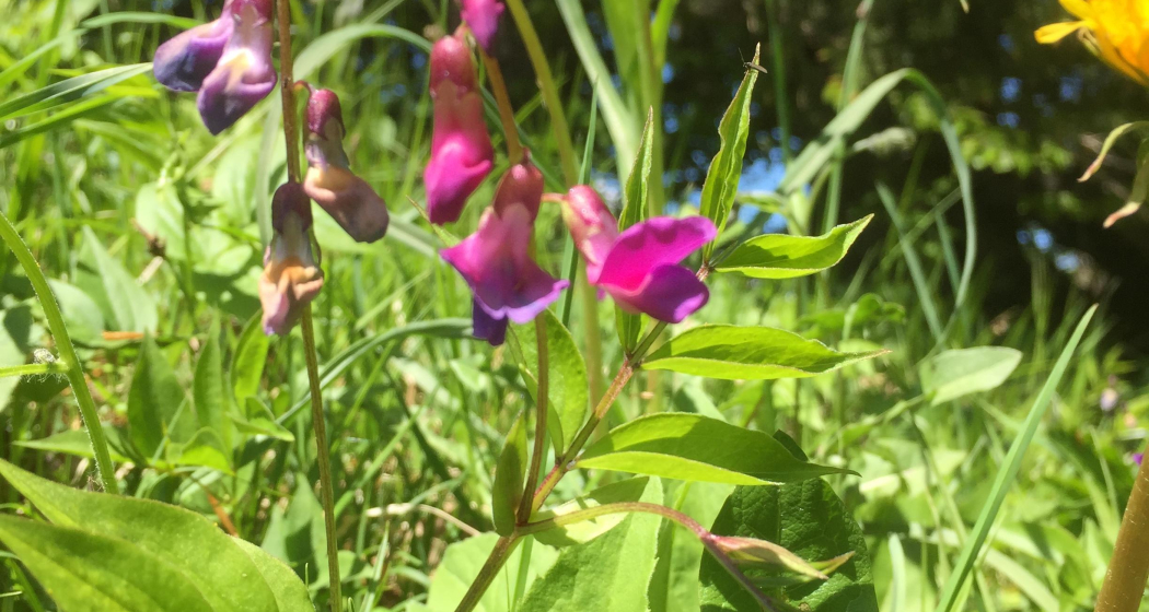Blumenwiese Blumenwiese