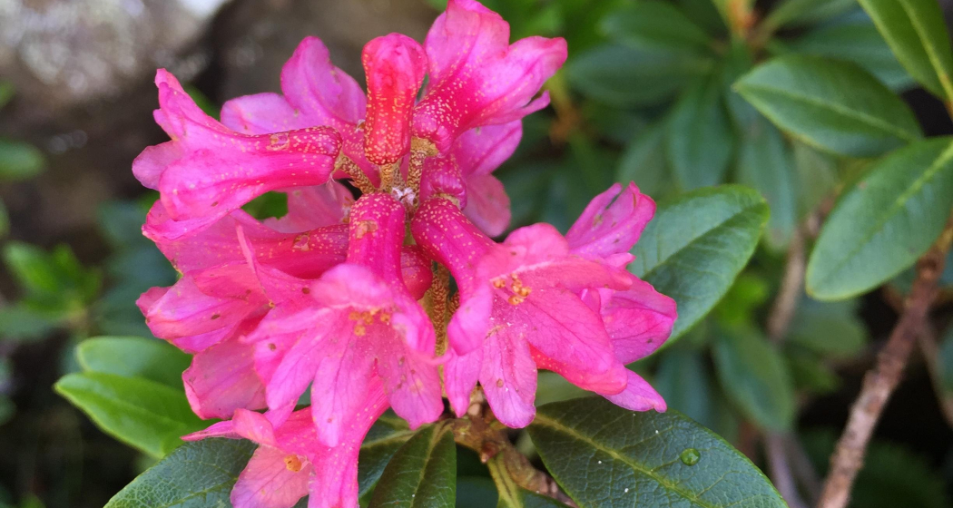Alpenrose Alpenrose