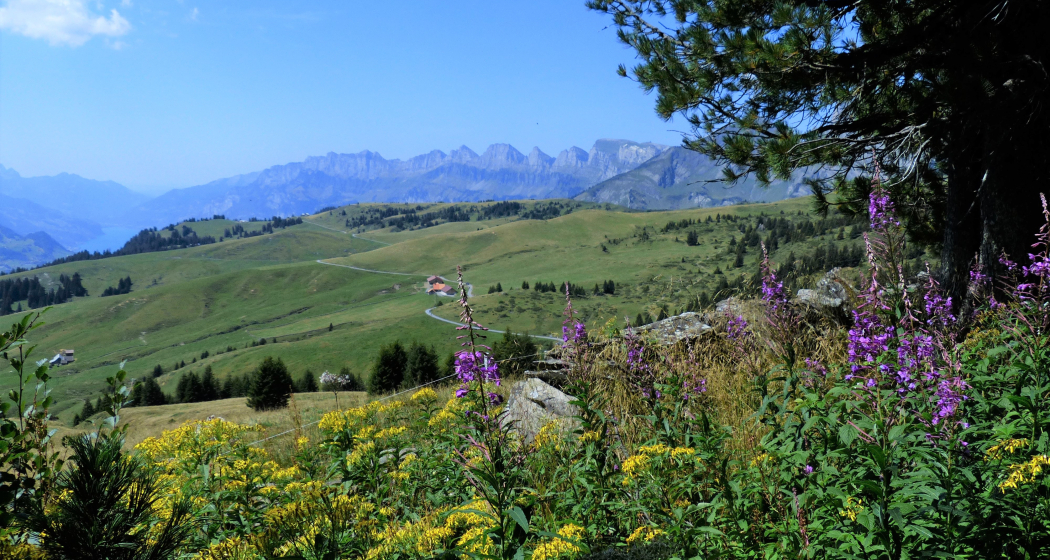Aussicht auf die Palfrieser Hochebene mit den Churfirsten im Hintergrund