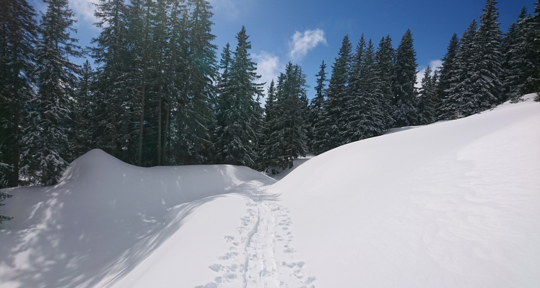 Signalisierter Schneeschuh-Trail: Ladir (oua_79534371_image) Signalisierter Schneeschuh-Trail: Ladir (oua_79534371_image)