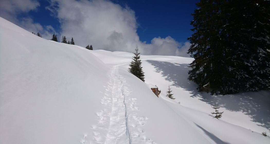 Signalisierter Schneeschuh-Trail: Ladir (oua_79534372_image) Signalisierter Schneeschuh-Trail: Ladir (oua_79534372_image)