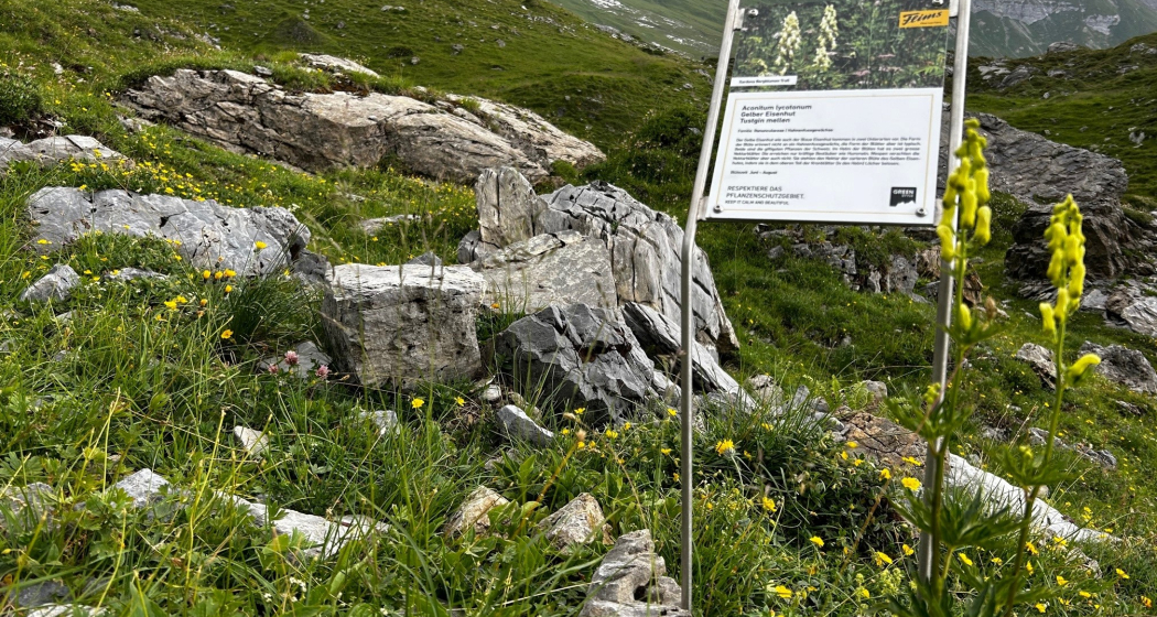 Sardona Bergblumen Trail (oua_82292284_image) Sardona Bergblumen Trail (oua_82292284_image)