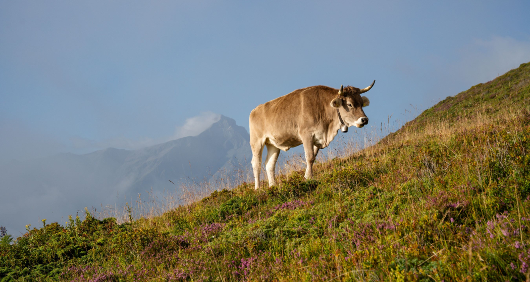 Eine Kuh bei der Sarner Alp Eine Kuh bei der Sarner Alp