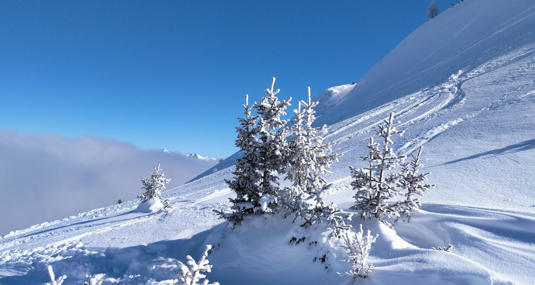 Frischer Pulverschnee Frischer Pulverschnee