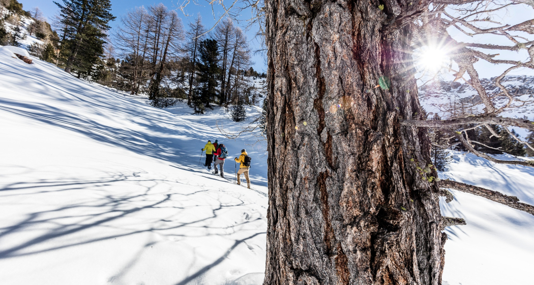 Schneeschuhweg Tschierv - Fuldera (oua_93369458_image)