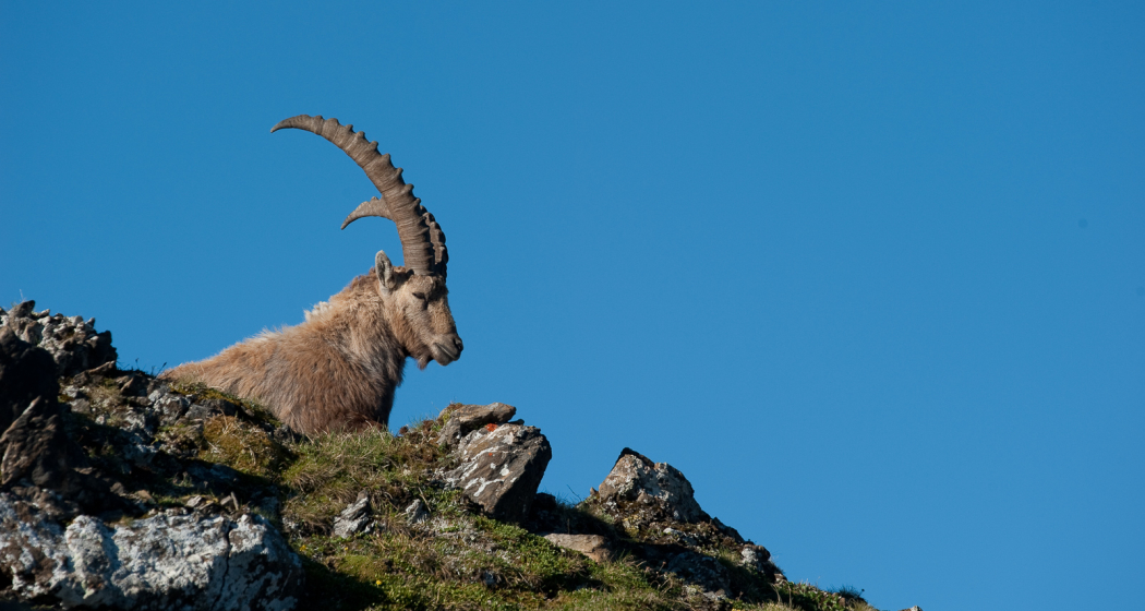 Steinbock Steinbock