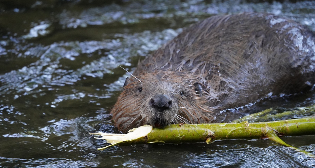 Auf Biberspurensuche im Naturschutzgebiet Munté Auf Biberspurensuche im Naturschutzgebiet Munté