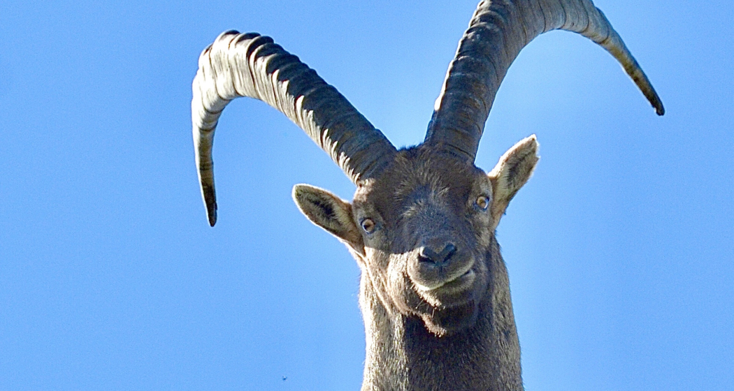 Steinbock Steinbock