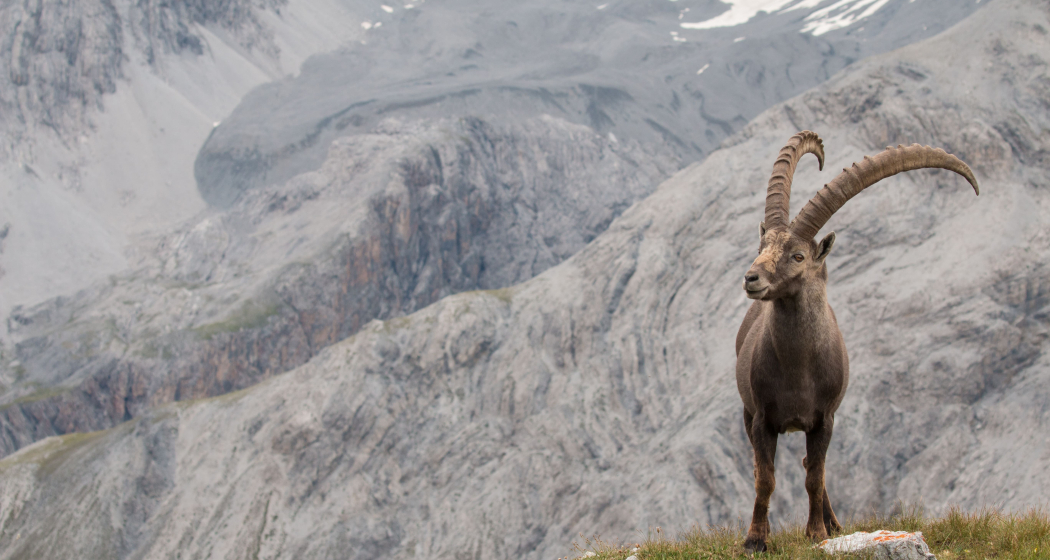 Mit dem Jäger auf die Pirsch