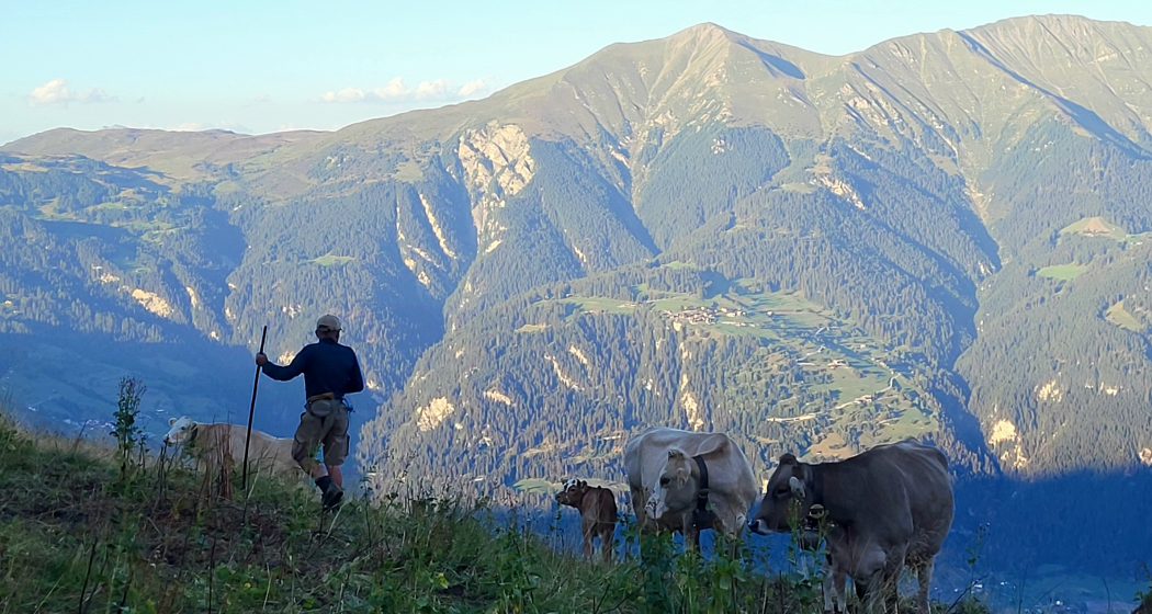 Einblick in den Alpalltag mit auf der Präzer Alp Gronda Einblick in den Alpalltag mit auf der Präzer Alp Gronda