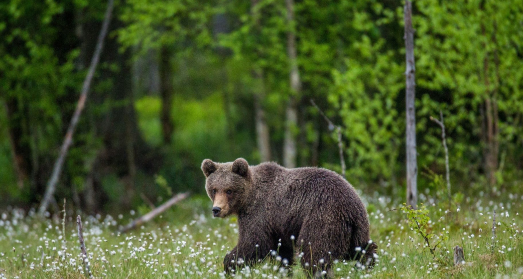 Wanderung zum Thema Bären, Luchs und Wolf im Engadin (exp_1d7b9e6) Wanderung zum Thema Bären, Luchs und Wolf im Engadin (exp_1d7b9e6)