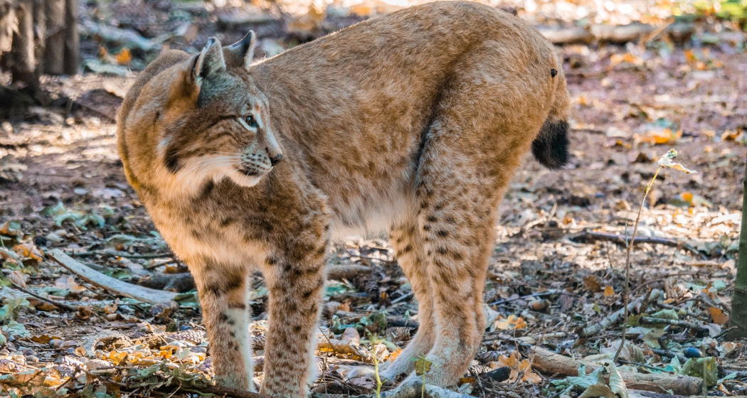 Wanderung zum Thema Bären, Luchs und Wolf im Engadin (exp_58dddab) Wanderung zum Thema Bären, Luchs und Wolf im Engadin (exp_58dddab)