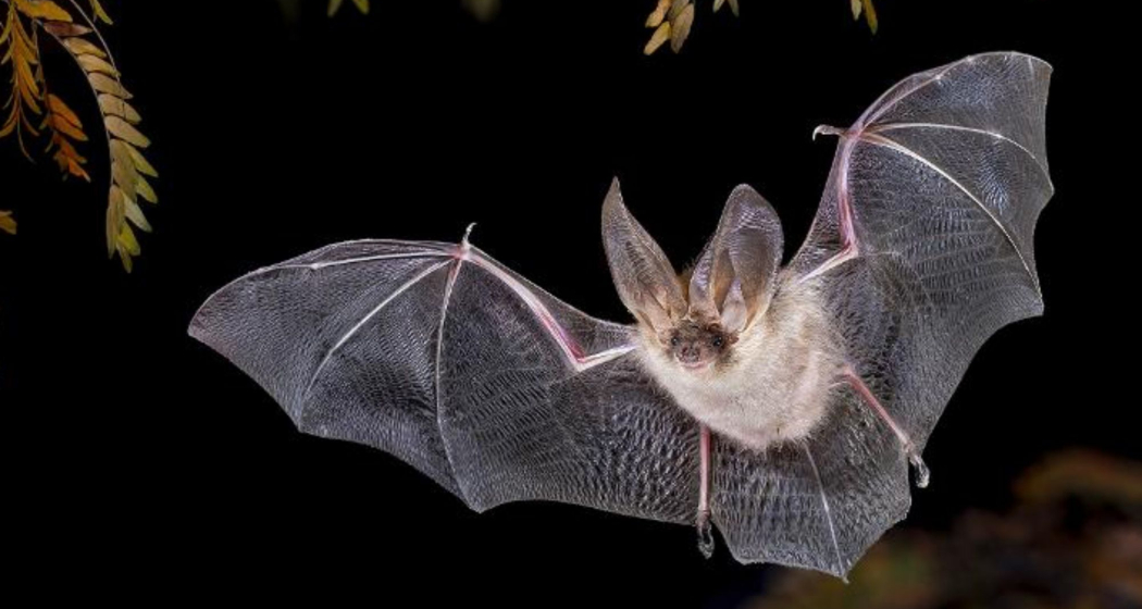 Wildtierbeobachtung Fledermaus im Heidiland (exp_6be50a1)