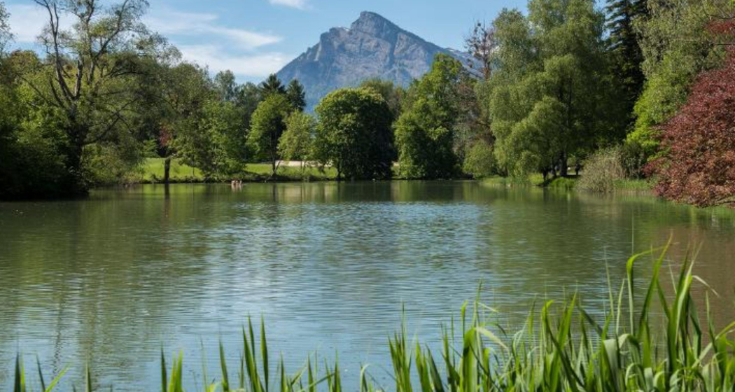 Wildtierbeobachtung Fledermaus im Heidiland (exp_7746b67)