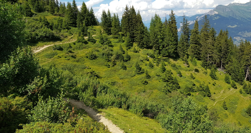 Selbstgeführte Genusswanderung von Brambrüesch nach Pradaschier (exp_e9759f4) Selbstgeführte Genusswanderung von Brambrüesch nach Pradaschier (exp_e9759f4)