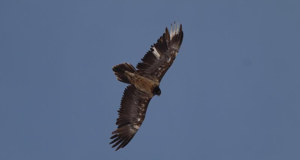 Wildtierbeobachtung Bartgeier und Steinadler im Calfeisental (exp_f419b8b) Wildtierbeobachtung Bartgeier und Steinadler im Calfeisental (exp_f419b8b)