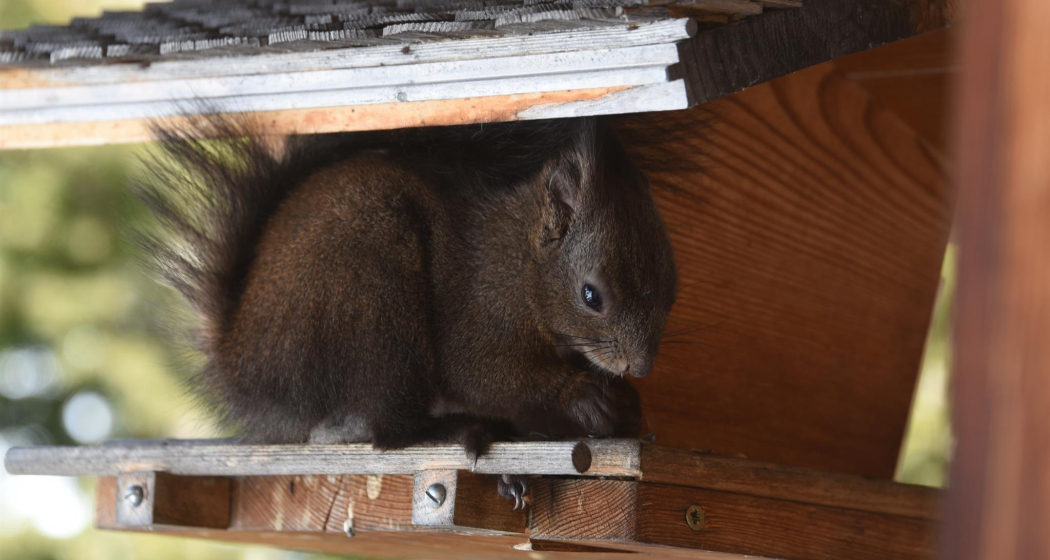 Eichhörnchen im Vogelhaus Eichhörnchen im Vogelhaus