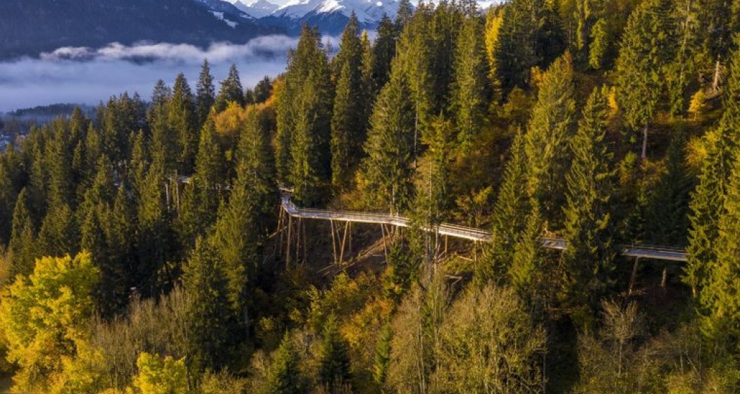 Geologische Wanderung auf dem längsten Baumwipfelpfad der Welt (gdl_668149957_image) Geologische Wanderung auf dem längsten Baumwipfelpfad der Welt (gdl_668149957_image)