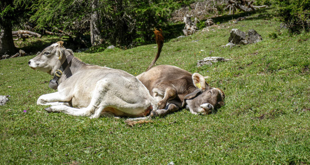 Der Schmugglerpfad im Val d'Uina (gdl_683601575_image) Der Schmugglerpfad im Val d'Uina (gdl_683601575_image)