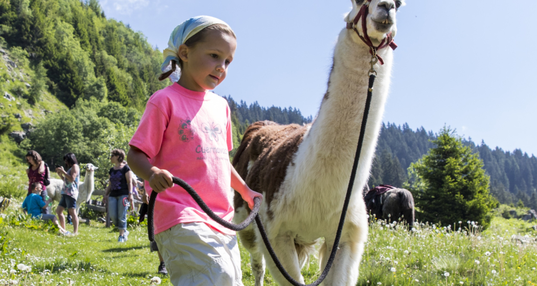 "Plai a mi": Ausflug mit Lamas – das tierische Abenteuer in Brigels (gdl_810858751_image)