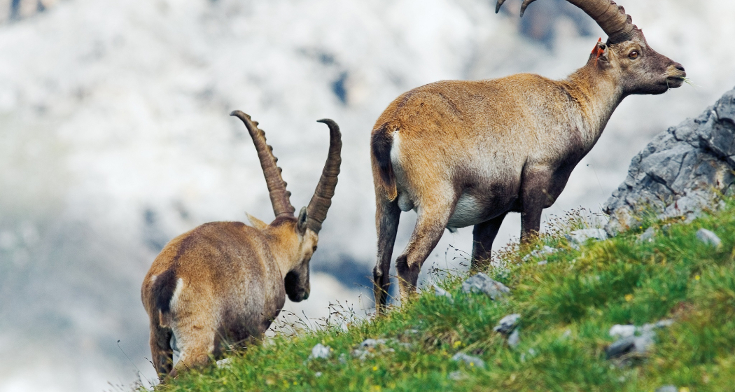 Steinwildbeobachtung Marangun - Sesvenna (gdl_810858897_image)