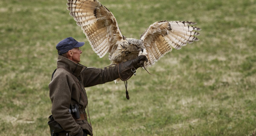 Mittwoch | Die faszinierende Welt von Uhu «Bubo» (gdl_810859026_image) Mittwoch | Die faszinierende Welt von Uhu «Bubo» (gdl_810859026_image)
