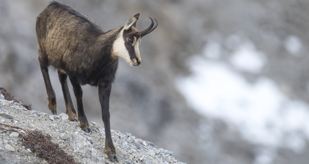 Steinwildbeobachtung Marangun - Sesvenna (gdl_810859240_image)
