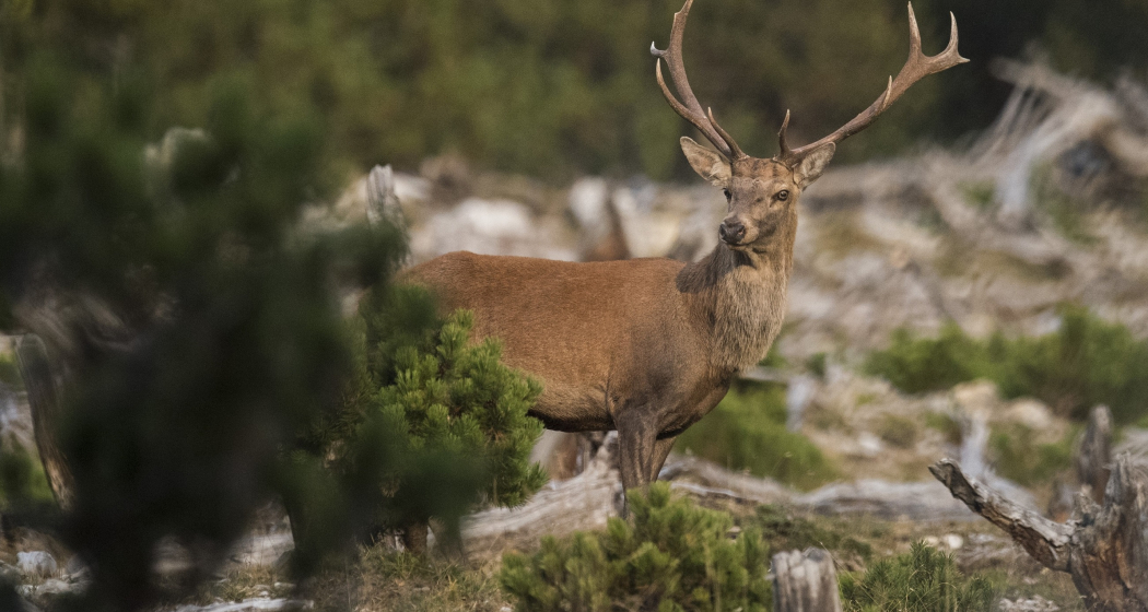 Hirschbrunft im Schweizerischen Nationalpark (gdl_810859739_image) Hirschbrunft im Schweizerischen Nationalpark (gdl_810859739_image)