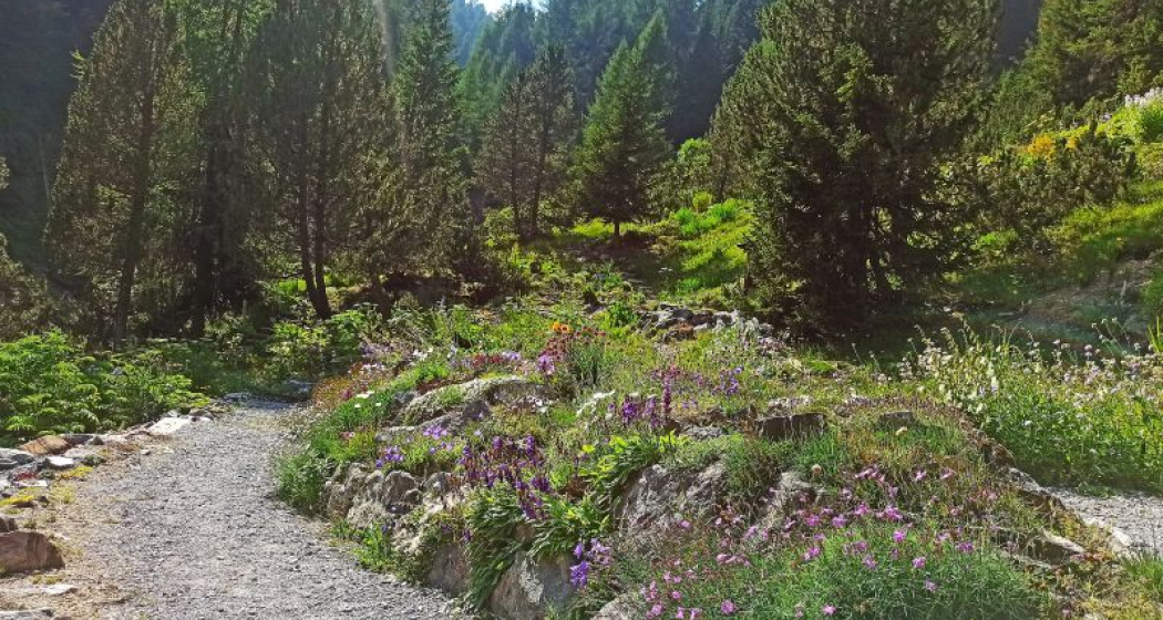 Botanische Führung Schatzalp (gdl_864639624_image)