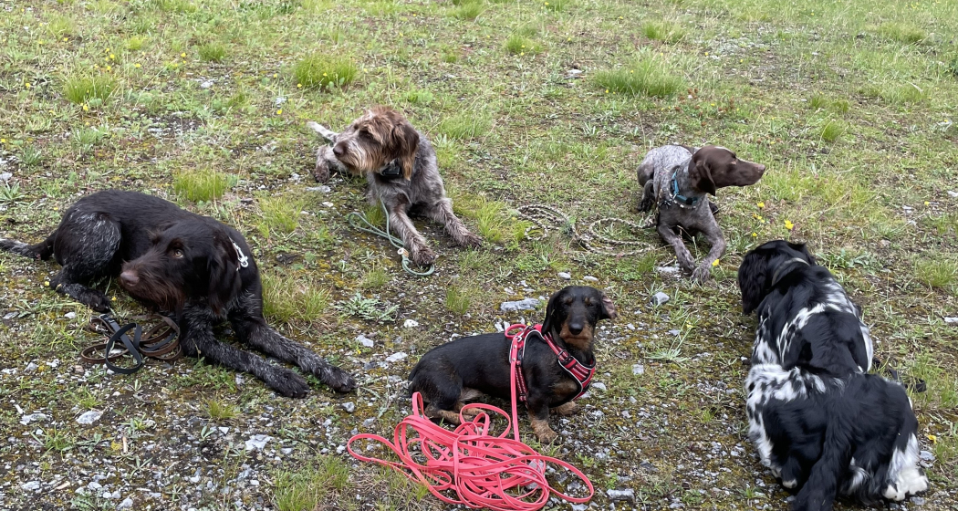 Begegnungsplausch für Hunde (gdl_865354652_image) Begegnungsplausch für Hunde (gdl_865354652_image)