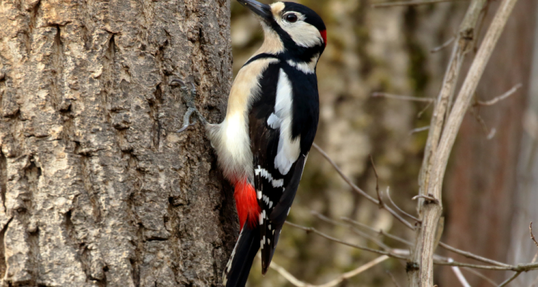 "Plai a mi": Auf Spurensuche im Wald – Vogel- und Wildbeobachtung in Brigels (gdl_867845290_image) "Plai a mi": Auf Spurensuche im Wald – Vogel- und Wildbeobachtung in Brigels (gdl_867845290_image)