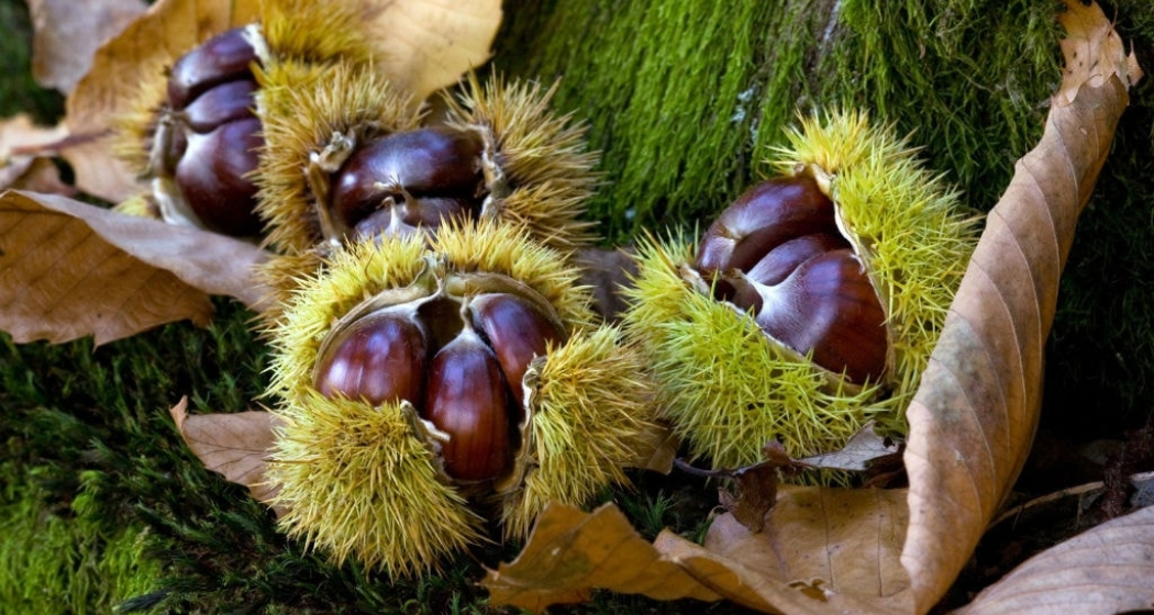 Kastanienfest (gdl_874793035_image)