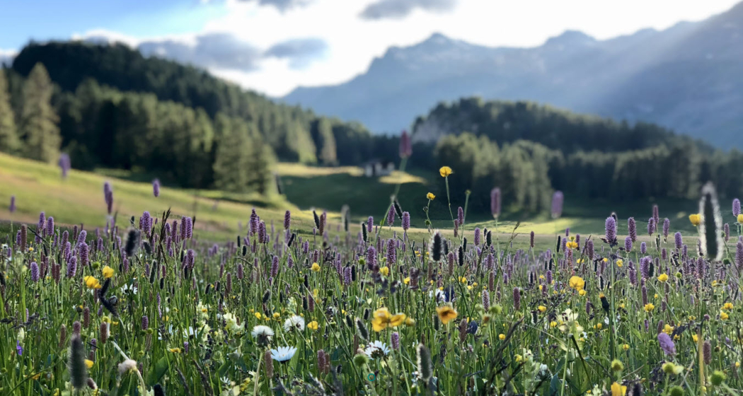 Naturtage Hotel Sonne Fex Naturtage Hotel Sonne Fex