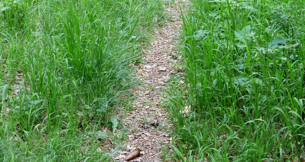 Wanderweg Wanderweg