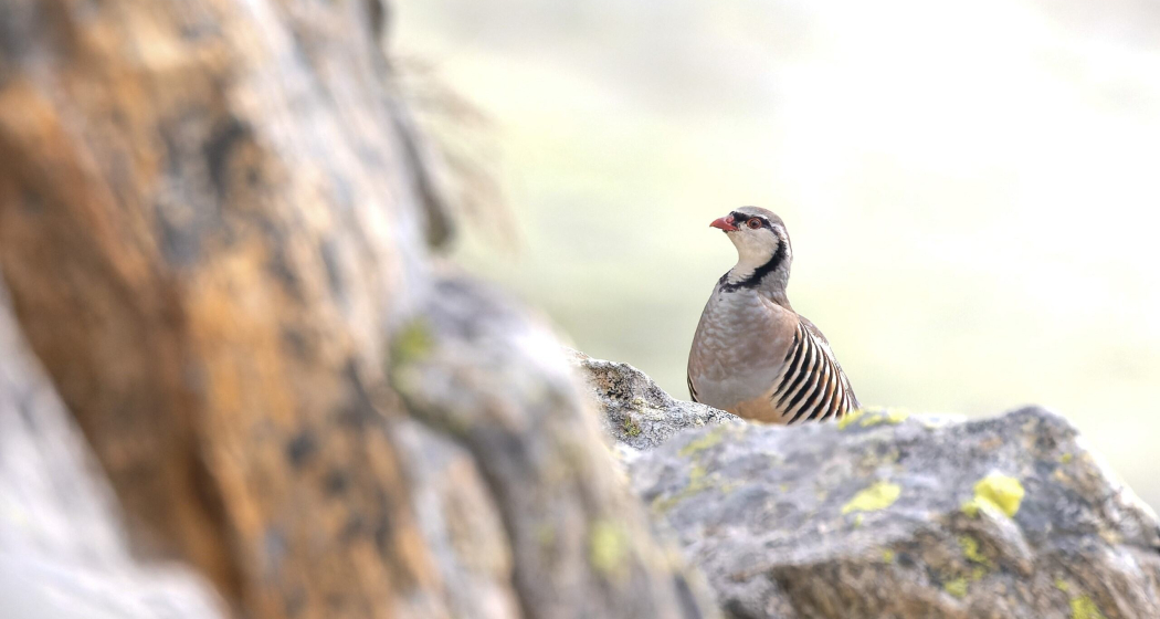 Steinhuhn, Foto von Jakob Hochuli Steinhuhn, Foto von Jakob Hochuli