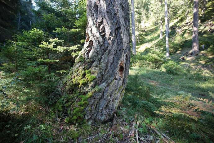 Mountain Pine Mountain Pine
