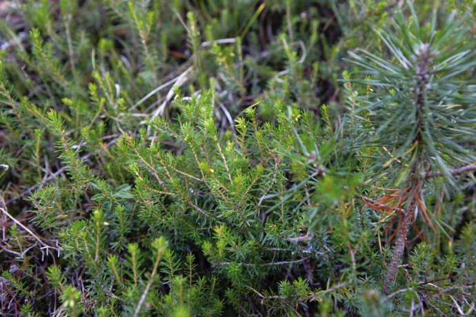 Young spruces Young spruces
