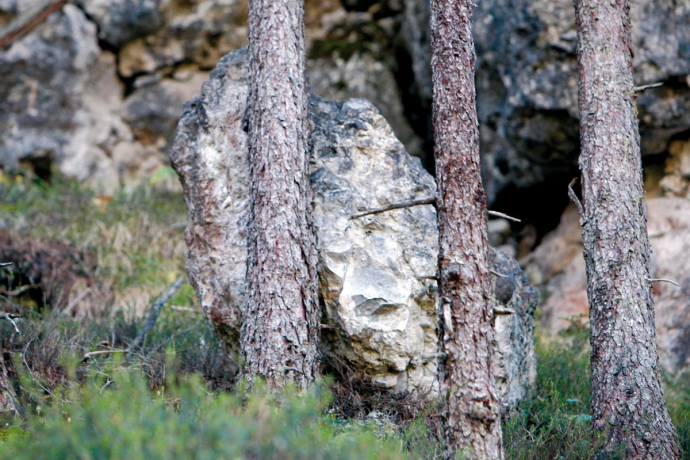 Forest as protection Forest as protection