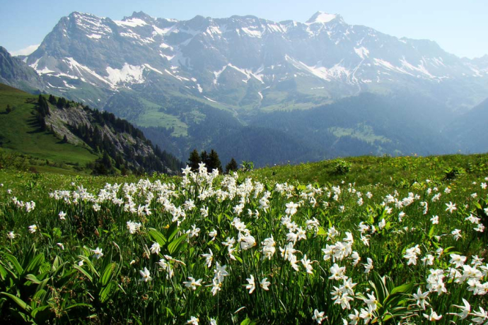 Narzissenfelder vor dem Schesaplanamassiv