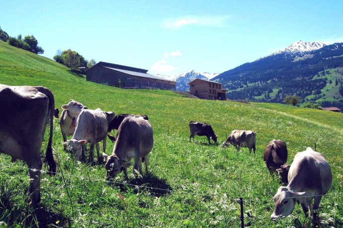 Die Kühe geniessen die Wiesen unterhalb vom Biohof Die Kühe geniessen die Wiesen unterhalb vom Biohof