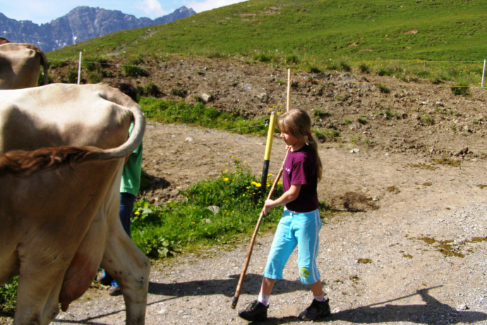 Viehtrieb bei der Carmenna-Hütte Viehtrieb bei der Carmenna-Hütte