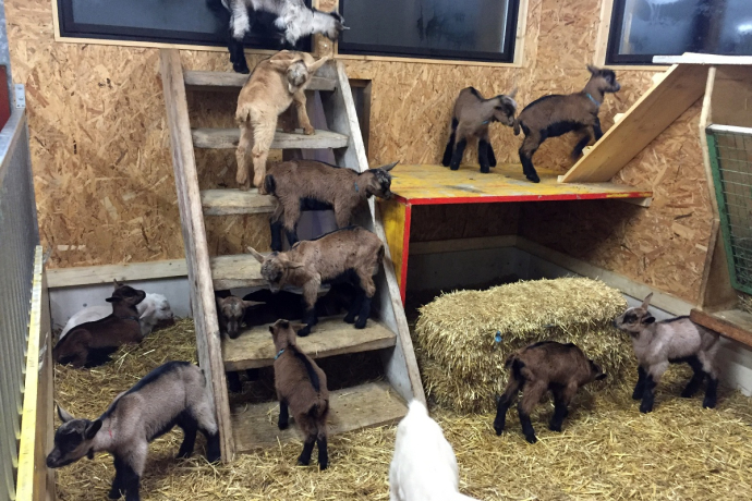 Regionale Produkte Geiss- Pur Pany (oua_25107524_image) Regionale Produkte Geiss- Pur Pany (oua_25107524_image)