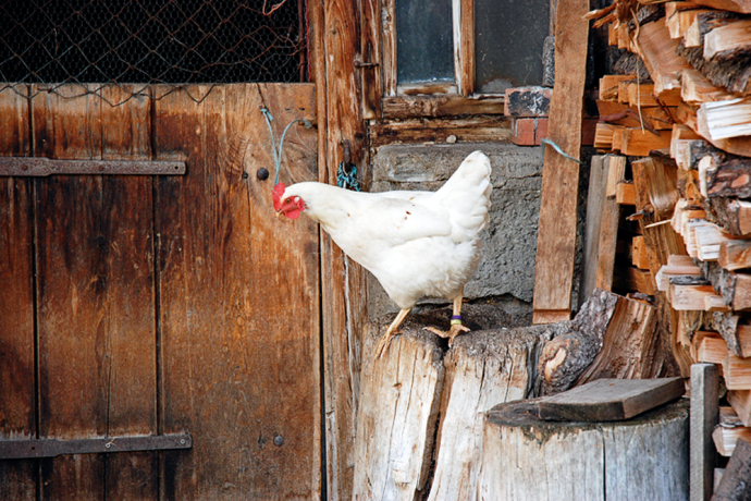 Vorwitziges Huhn in Hinterrhein. Vorwitziges Huhn in Hinterrhein.