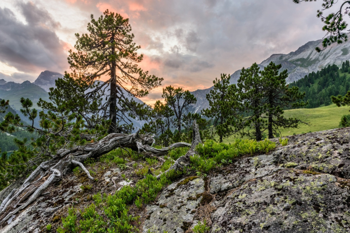 Forêt naturelle merde Alv - Ervedi Forêt naturelle merde Alv - Ervedi
