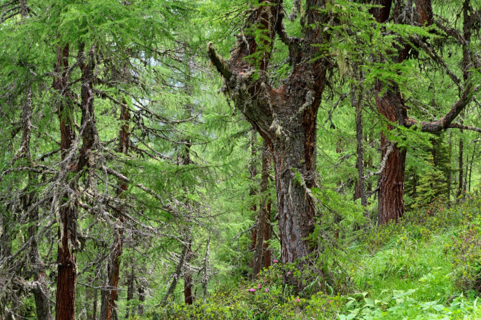 Natural forest Val Faller Natural forest Val Faller