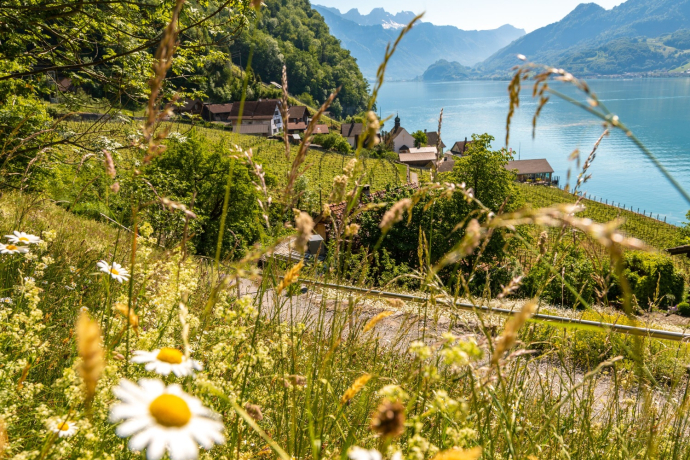 View of sunbeds in Quinten View of sunbeds in Quinten