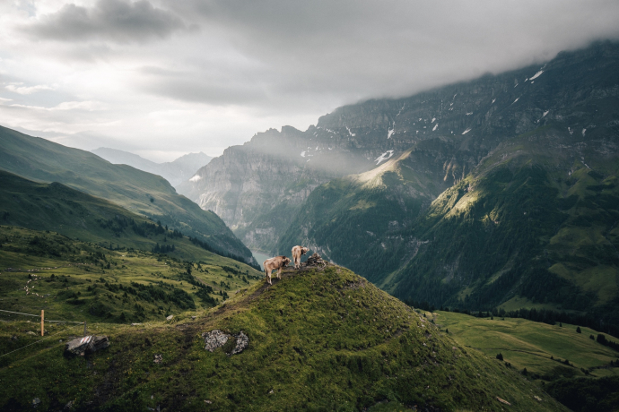 Chirchlikopf (oua_604421844_image)