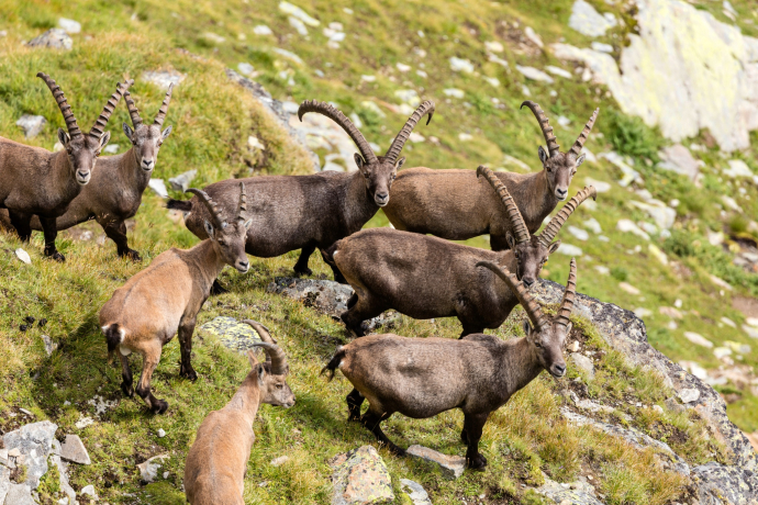 Parc naturel Beverin (oua_611519373_image)