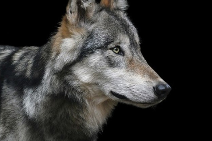 The she-wolf was born in 2017 on the Calanda massif, which lies in the border area between the cantons of Graubünden and St. Gallen The she-wolf was born in 2017 on the Calanda massif, which lies in the border area between the cantons of Graubünden and St. Gallen