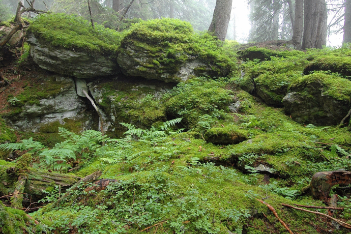 Das Foto zeigt den Uaul scatlè der älteste Fichtenurwald Europas